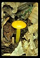 01045-00080-Mushrooms, Fungi and Lichens.jpg