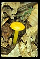 01045-00081-Mushrooms, Fungi and Lichens.jpg