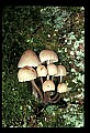 01045-00082-Mushrooms, Fungi and Lichens.jpg