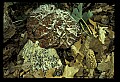 01045-00085-Mushrooms, Fungi and Lichens.jpg
