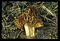 01045-00088-Mushrooms, Fungi and Lichens.jpg