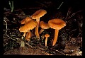 01045-00091-Mushrooms, Fungi and Lichens.jpg
