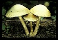 01045-00093-Mushrooms, Fungi and Lichens.jpg