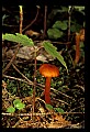 01045-00096-Mushrooms, Fungi and Lichens.jpg