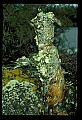 01045-00102-Mushrooms, Fungi and Lichens.jpg
