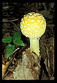 01045-00103-Mushrooms, Fungi and Lichens.jpg