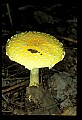 01045-00104-Mushrooms, Fungi and Lichens.jpg