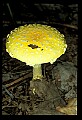 01045-00105-Mushrooms, Fungi and Lichens.jpg