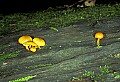1-6-07-00134 yellow mushrooms on dear tree.jpg