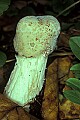 1-6-07-00194 white mushroom.jpg