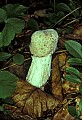 1-6-07-00195 white mushroom.jpg