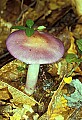 1-6-07-00197 purple mushroom.jpg