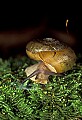 1-6-07-00202 snail on moss.jpg