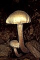 1-6-07-00215 white mushroom.jpg