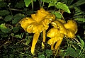 1-6-07-00429 yellow mushroom.jpg