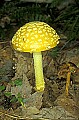 1-6-07-00433 yellow mushroom.jpg