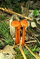 1-6-07-00435 orange mushroom.jpg