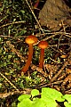 1-6-07-00436 orange mushroom.jpg