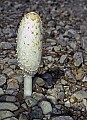 1-6-07-00437 white mushroom.jpg