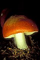 1-6-07-00439 orange mushroom.jpg