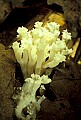 1-6-07-00440 white mushroom.jpg
