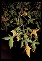 01050-00009-Leaves and Foliage.jpg
