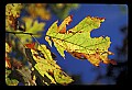 01050-00012-Leaves and Foliage.jpg