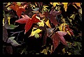 01050-00015-Leaves and Foliage.jpg