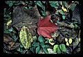01050-00021-Leaves and Foliage.jpg