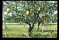 01051-00013-Unusual, unclassified Flowers or Plants-Pumpkin Tree.jpg