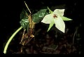 01051-00020-Unusual, unclassified Flowers or Plants-White Trillium growing though leaves.jpg