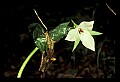 01051-00021-Unusual, unclassified Flowers or Plants-White Trillium growing though leaves.jpg