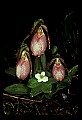 01101-00001-Pink Lady's Slipper, Cypripedium acaule.jpg