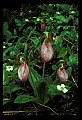01101-00006-Pink Lady's Slipper, Cypripedium acaule.jpg