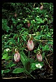 01101-00009-Pink Lady's Slipper, Cypripedium acaule.jpg