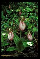 01101-00011-Pink Lady's Slipper, Cypripedium acaule.jpg