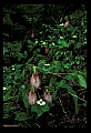 01101-00013-Pink Lady's Slipper, Cypripedium acaule.jpg