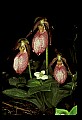 01101-00017-Pink Lady's Slipper, Cypripedium acaule.jpg