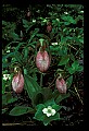 01101-00019-Pink Lady's Slipper, Cypripedium acaule.jpg