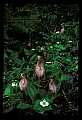 01101-00020-Pink Lady's Slipper, Cypripedium acaule.jpg