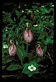 01101-00021-Pink Lady's Slipper, Cypripedium acaule.jpg