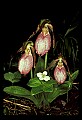 01101-00022-Pink Lady's Slipper, Cypripedium acaule.jpg