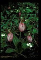 01101-00023-Pink Lady's Slipper, Cypripedium acaule.jpg