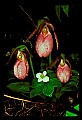 01101-00024-Pink Lady's Slipper, Cypripedium acaule.jpg