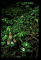 01101-00025-Pink Lady's Slipper, Cypripedium acaule.jpg