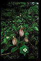 01101-00026-Pink Lady's Slipper, Cypripedium acaule.jpg