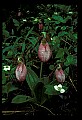 01101-00027-Pink Lady's Slipper, Cypripedium acaule.jpg