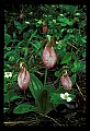 01101-00028-Pink Lady's Slipper, Cypripedium acaule.jpg