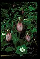 01101-00030-Pink Lady's Slipper, Cypripedium acaule.jpg