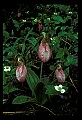 01101-00031-Pink Lady's Slipper, Cypripedium acaule.jpg